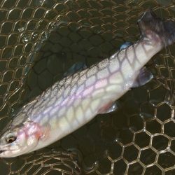 水温急落、釣果も急落　～大安トラウトレイク～